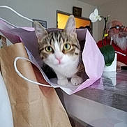 Luna participe au concours pour gagner de l'argent avec cette photo : american_shorthair, asian, carnivore, cat, domestic_short_haired_cat, european_shorthair, felidae, kitten, small_to_medium_sized_cats, tabby_cat, whiskers