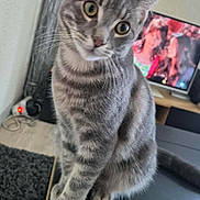 Réglisse a rejoint le concours — aidez-le/la à gagner de superbes lots ! cat, gray_tabby, pet, indoor, curious, feline, sitting, table, wooden_furniture, television, blurred_background, whiskers, ears, eyes, domestic_animal, home, living_room, floor, carpet, cable