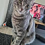 cat, gray_tabby, pet, indoor, curious, feline, sitting, table, wooden_furniture, television, blurred_background, whiskers, ears, eyes, domestic_animal, home, living_room, floor, carpet, cable