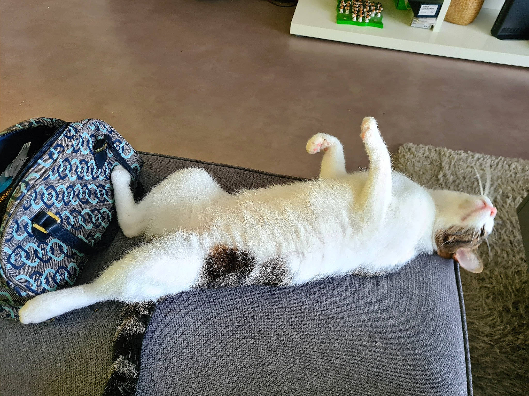 Princesse participe au concours pour gagner de l'argent avec cette photo : canidae, carnivore, cat, claw, comfort, companion_dog, dog_breed, fawn, felidae, flooring, fur, hardwood, nap, paw, room, small_to_medium_sized_cats, sporting_group, tail, whiskers, wood