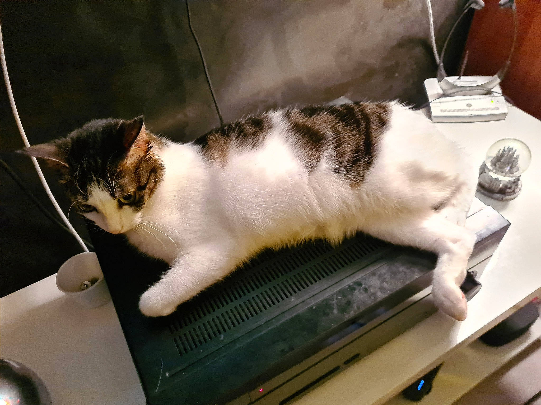 Princesse a rejoint le concours — aidez-le/la à gagner de superbes lots ! carnivore, cat, cooking, domestic_short_haired_cat, felidae, fur, gas, home_appliance, kitchen_appliance, kitchen_utensil, machine, metal, paw, pet_supply, small_to_medium_sized_cats, snout, tableware, tail, watch, whiskers