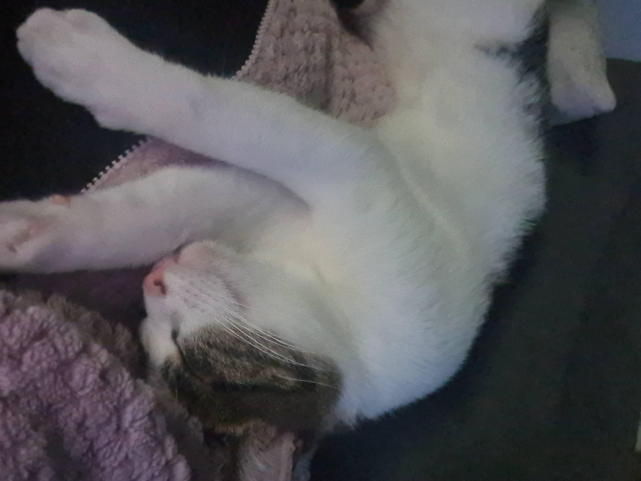 Princesse participe au concours pour gagner de l'argent avec cette photo : canidae, carnivore, cat, claw, comfort, companion_dog, dog_breed, domestic_short_haired_cat, fawn, felidae, fur, grey, nap, paw, small_to_medium_sized_cats, snout, sporting_group, tail, thai, whiskers