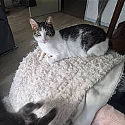 Princesse a rejoint le concours — aidez-le/la à gagner de superbes lots ! cat, indoor, blanket, furniture, floor, curious, green_eyes, black_and_white, pet, playful, paw, blur, cozy, living_room, wood_floor, resting, animal, fur, domestic_cat, soft_texture