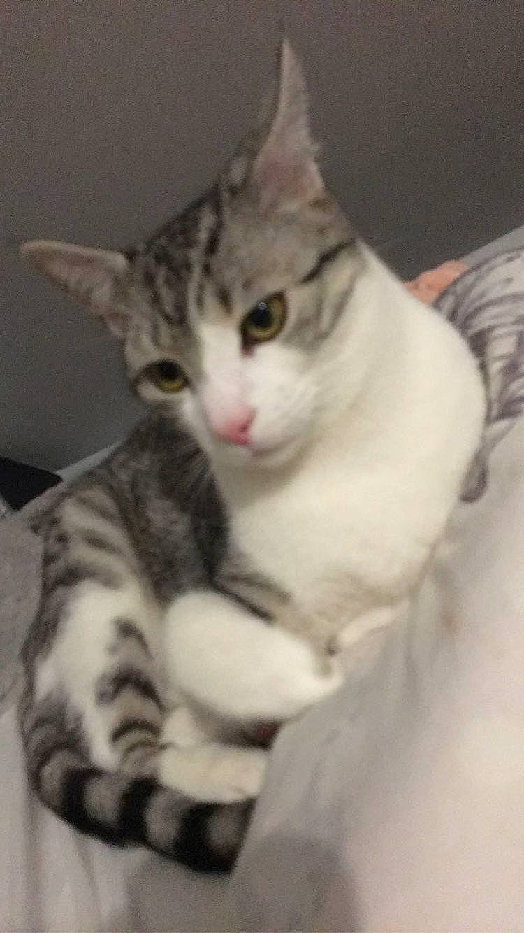 Plume a rejoint le concours — aidez-le/la à gagner de superbes lots ! abyssinian, angora, animal, baby, bed, bedroom, blanket, cat, cushion, egyptiancat, face, furniture, head, homedecor, indoors, kitten, manx, person, pet, room