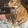 Boo is registered to the contest to win money with this photo: animal, bed, blanket, brown_furniture, collar, colorful_collar, cozy_room, dog, floppy_ears, handwritten_sign, home, indoors, pet, pit_bull, portrait, short_hair, side_profile, sitting, tan_fur, white_markings