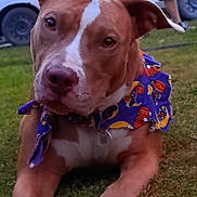 Boo joined the competition — help win amazing prizes! blue_shirt, brown_and_white, close_up, collar, colorful_clothing, daytime, dog, floppy_ears, front_legs, grass, lying_down, outdoors, parked_cars, person, pet, pit_bull, portrait, short_hair, tag, white_markings