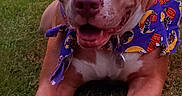 Boo joined the competition — help win amazing prizes! backyard, bandana, brown_dog, cartoon_pattern, close_up, collar, dog, eyes, floppy_ears, grass, nose, open_mouth, outdoor, pit_bull, portrait, puppy, smiling, tag, white_markings, white_paws