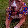 dog, pit_bull, puppy, brown_dog, white_markings, white_paws, floppy_ears, open_mouth, smiling, nose, eyes, bandana, cartoon_pattern, collar, tag, grass, outdoor, backyard, portrait, close_up