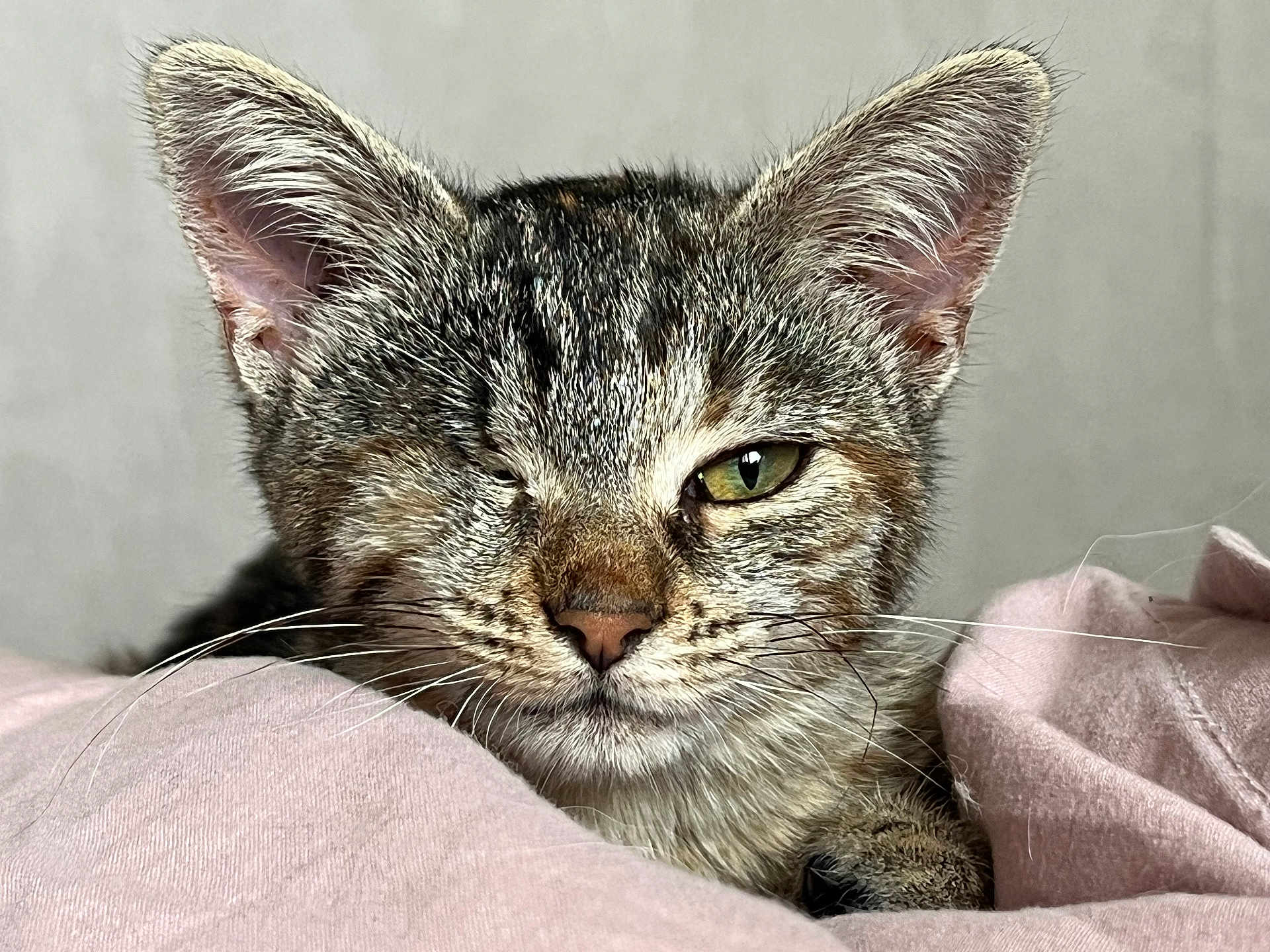 Lou a rejoint le concours — aidez-le/la à gagner de superbes lots ! cat, kitten, one_eyed, tabby, close_up, whiskers, green_eye, fur, resting, pink_blanket, cute, pet, animal, indoor, portrait, feline, soft_texture, young, small, sleepy