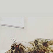 Lou a rejoint le concours — aidez-le/la à gagner de superbes lots ! animal, cat, close_up, curious, cute, domestic_cat, ears, face, fur, indoor, lying_down, minimalistic, paws, pet, relaxed, resting, sleepy, soft_light, tabby, whiskers