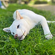 Vahïna participe au concours pour gagner de l'argent avec cette photo : dog, white_dog, grass, outdoor, relaxed, lying_down, pet, nature, canine, animal, close_up, paw, ear, snout, greenery, summer, daylight, peaceful, soft_focus, resting