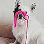 animal, black_markings, companion, couch, cute, dog, domestic_animal, ears, fluffy, friendly, fur, household, indoor, nose, pet, pink_toy, playful, sitting, toy, white_dog