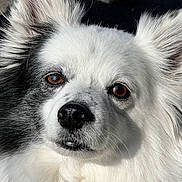 Joyce participe au concours pour gagner de l'argent avec cette photo : alert, animal, black_patch, brown_eyes, canine, close_up, companion, cute, dog, ears, fluffy, fur_texture, muzzle, nose, outdoor, pet, portrait, sunlight, whiskers, white_fur