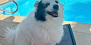 Joyce a rejoint le concours — aidez-le/la à gagner de superbes lots ! dog, fluffy, pool, lounge_chair, smiling, outdoor, sunny, beach_ball, water, pet, happy, summer, relaxing, concrete, towel, black_and_white, fence, grass, plants, daytime