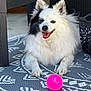 Joyce a rejoint le concours — aidez-le/la à gagner de superbes lots ! dog, white_fur, black_markings, happy, tongue_out, outdoor, mat, patterned_mat, toy, pink_ball, pet, animal, playful, close_up, paw, furry, smiling, ears_up, relaxed, daylight