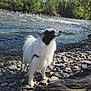 dog, river, rocks, water, nature, outdoor, trees, sunlight, canine, pet, fur, black_and_white, animal, landscape, scenic, wildlife, daytime, mammal, standing, adventure