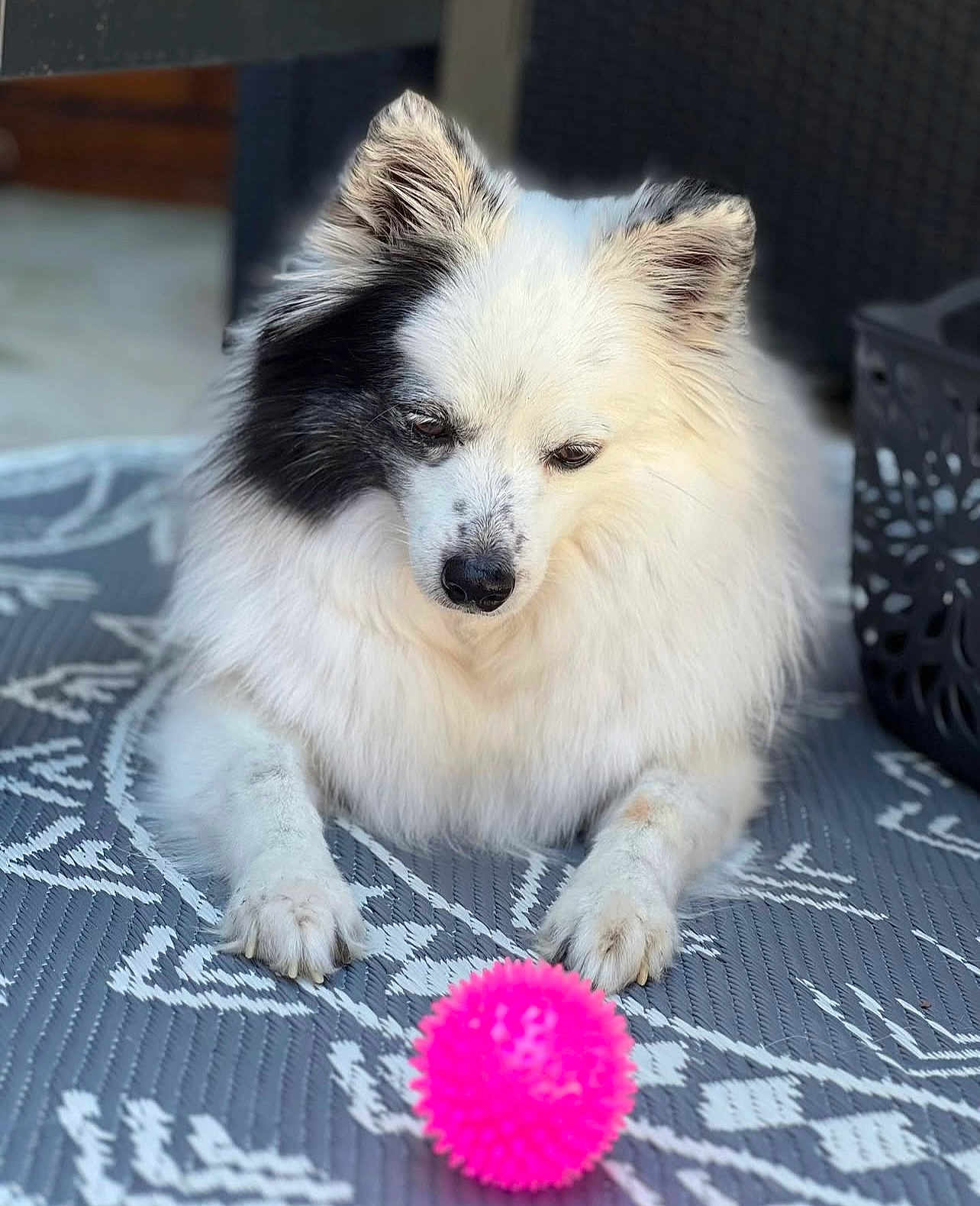 Joyce participe au concours pour gagner de l'argent avec cette photo : dog, white_dog, black_patch, fluffy, pet, toy, pink_ball, indoor, mat, patterned_mat, paw, focused, playing, cute, animal, companion, relaxed, fur, nose, ears