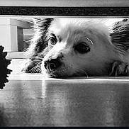 Joyce participe au concours pour gagner de l'argent avec cette photo : dog, black_and_white, toy, floor, indoor, pet, animal, resting, looking, ears, quiet, household, companion, spiky_ball, closeup, monochrome, shadow, reflection, calm, curious