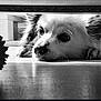 dog, black_and_white, toy, floor, indoor, pet, animal, resting, looking, ears, quiet, household, companion, spiky_ball, closeup, monochrome, shadow, reflection, calm, curious