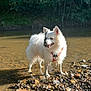 Joyce participe au concours pour gagner de l'argent avec cette photo : animal, canine, daylight, dog, forest, harness, nature, outdoor, peaceful, pet, river, riverbank, rocks, scenery, standing, sunlight, water, wet_fur, white_dog, wildlife