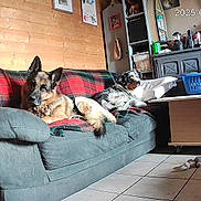 Falko a rejoint le concours — aidez-le/la à gagner de superbes lots ! dog, german_shepherd, mixed_breed_dog, couch, plaid_blanket, living_room, wooden_wall, furniture, pet_toys, basket, table, tile_floor, household_items, lamp, window, decorations, relaxed, indoor, companion_animals, pets