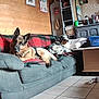 dog, german_shepherd, mixed_breed_dog, couch, plaid_blanket, living_room, wooden_wall, furniture, pet_toys, basket, table, tile_floor, household_items, lamp, window, decorations, relaxed, indoor, companion_animals, pets