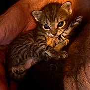 Blue participe au concours pour gagner de l'argent avec cette photo : kitten, cat, tabby, animal, pet, small, young, striped_fur, blue_eyes, face, whiskers, ears, paws, being_held, hands, close_up, indoor, warm_lighting, cozy, portrait