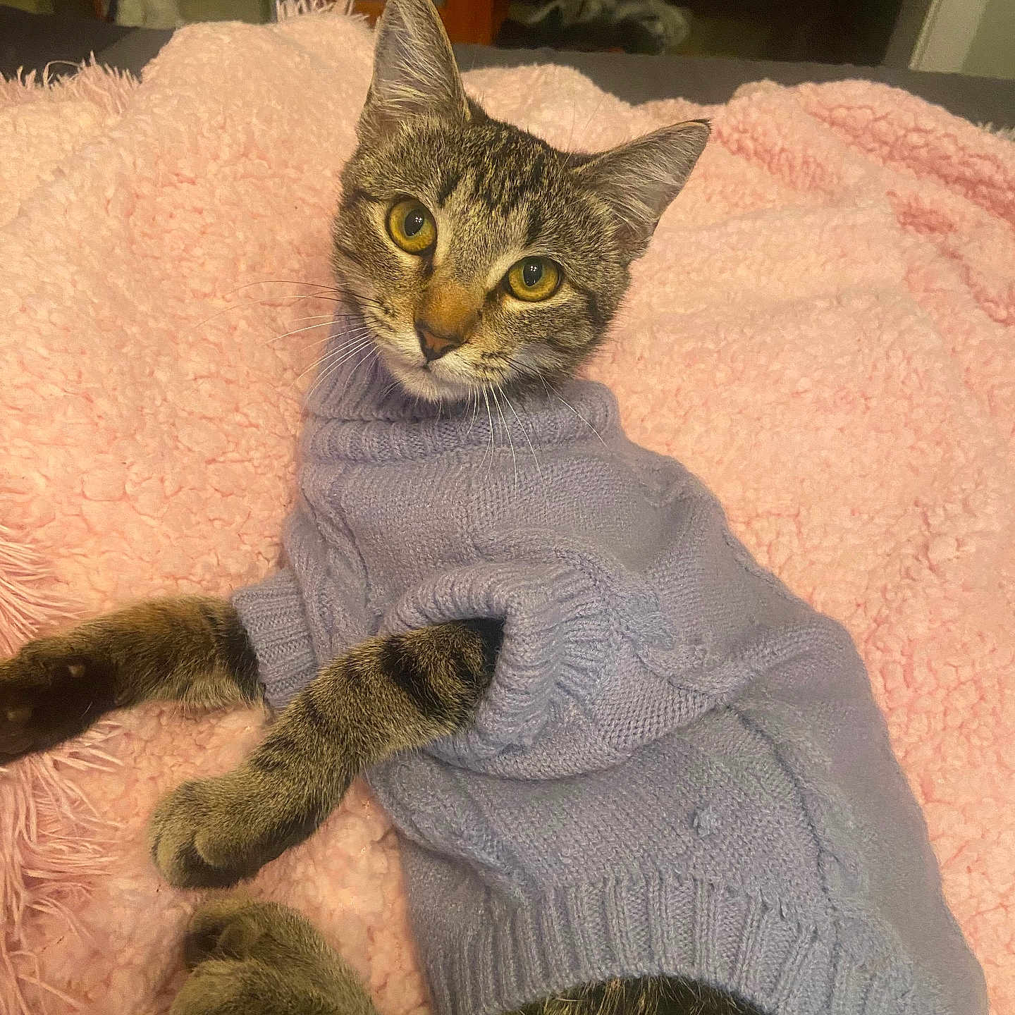 Smokey joined the competition — help win amazing prizes! animal, cat, cozy, cute, domestic_animal, feline, fluffy_blanket, fur, indoor, knitwear, looking_at_camera, lying_down, pet, pink_blanket, purple_sweater, relaxed, soft_texture, sweater, tabby_cat, whiskers