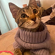 Smokey is registered to the contest to win money with this photo: bed, cat, cozy, curious, cute, domestic_animal, ears, feline, fur, home, indoor, knitted, looking_up, paws, pet, soft_lighting, sweater, tabby_cat, whiskers, wide_eyes