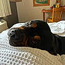 dog, rottweiler, bed, blanket, indoor, resting, pet, animal, canine, closeup, portrait, brown, black, furniture, chair, painting, wall, cozy, cute, relaxed