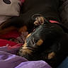 dog, sleeping, bed, blanket, indoor, cozy, black_dog, tan_markings, resting, pet, domestic_animal, canine, collar, close_up, fur, snout, ear, relaxation, comfort, household