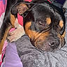 dog, sleeping, collar, bed, blanket, pillow, indoor, pet, cozy, resting, black, brown, canine, animal, fur, closeup, relaxing, cute, domestic, companion
