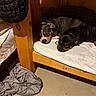 animal, bed, black, blanket, brown, calm, canine, cozy, dog, floor, furniture, indoor, pets, quiet, relaxation, resting, sleeping, white_sheet, wooden_bed_frame, wooden_wall