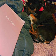 Stella Rose joined the competition — help win amazing prizes! dog, sleeping, blanket, holy_bible, book, rug, purple, green, cozy, indoor, timestamp, furniture, paw, resting, comfort, pet, animal, closeup, soft, relaxation