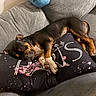 dog, sleeping, couch, pillow, indoor, resting, black_and_tan, pet, cozy, relaxed, furniture, canine, living_room, domestic_animal, nap, comfortable, fur, animal, home, cute