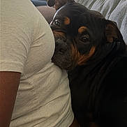Stella Rose is registered to the contest to win money with this photo: affection, animal, black, brown, casual, closeup, comfort, couch, dog, expression, face, human, indoor, person, pet, plaid, relaxed, resting, seated, shirt