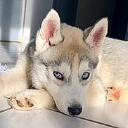 Akira a rejoint le concours — aidez-le/la à gagner de superbes lots ! dog, husky, puppy, blue_eyes, lying_down, floor, tile, indoor, pet, canine, fur, close_up, young_animal, resting, cute, animal, whiskers, paw, ears, domestic_animal