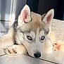 dog, husky, puppy, blue_eyes, lying_down, floor, tile, indoor, pet, canine, fur, close_up, young_animal, resting, cute, animal, whiskers, paw, ears, domestic_animal