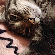 Keno is registered to the contest to win money with this photo: cat, tabby, feline, pet, animal, paw, fur, whiskers, sleepy, close_up, blanket, pink, striped, relaxed, domestic_animal, cute, resting, soft, indoor, cozy