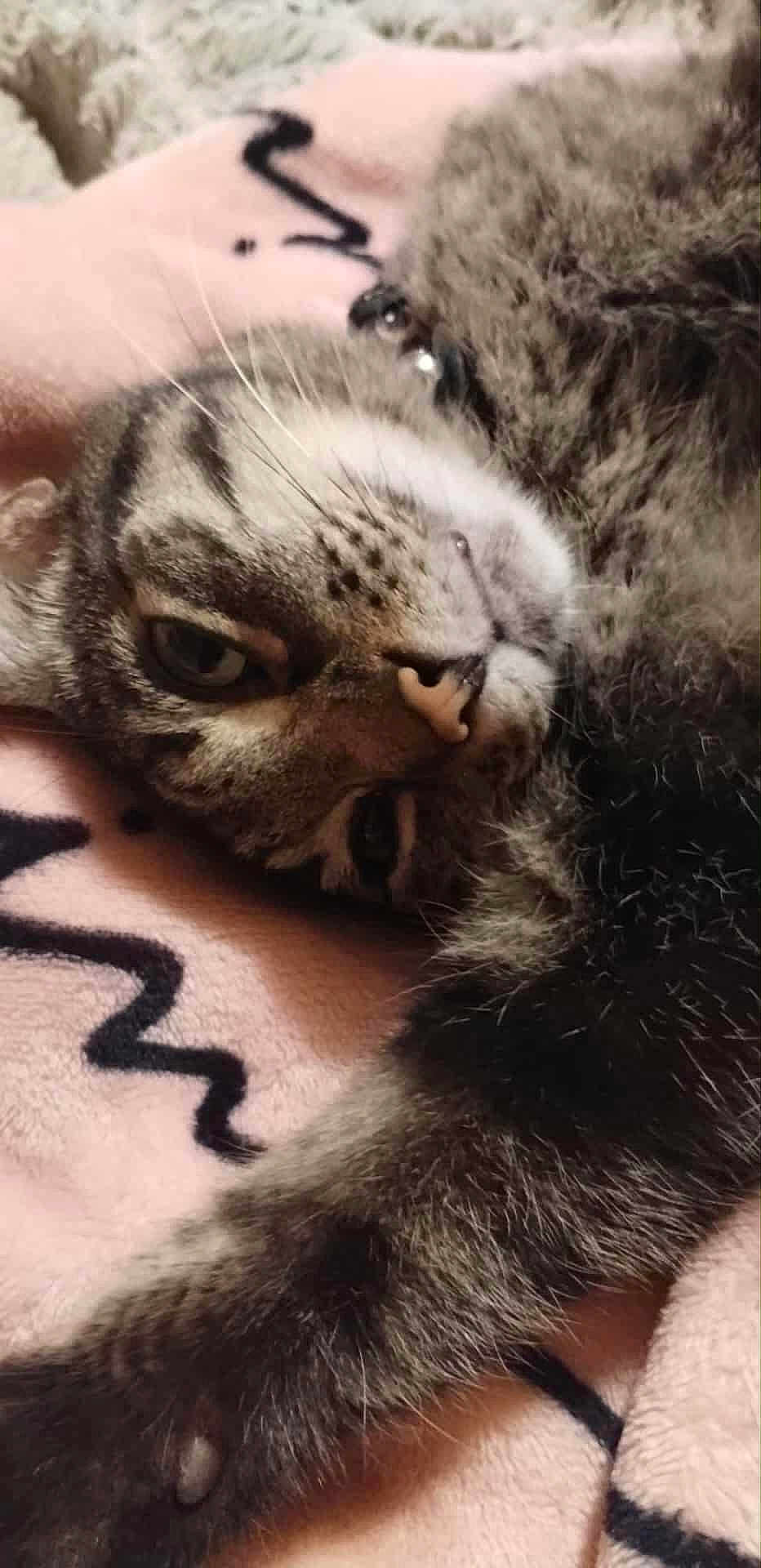 Keno is registered to the contest to win money with this photo: cat, tabby, feline, pet, animal, paw, fur, whiskers, sleepy, close_up, blanket, pink, striped, relaxed, domestic_animal, cute, resting, soft, indoor, cozy