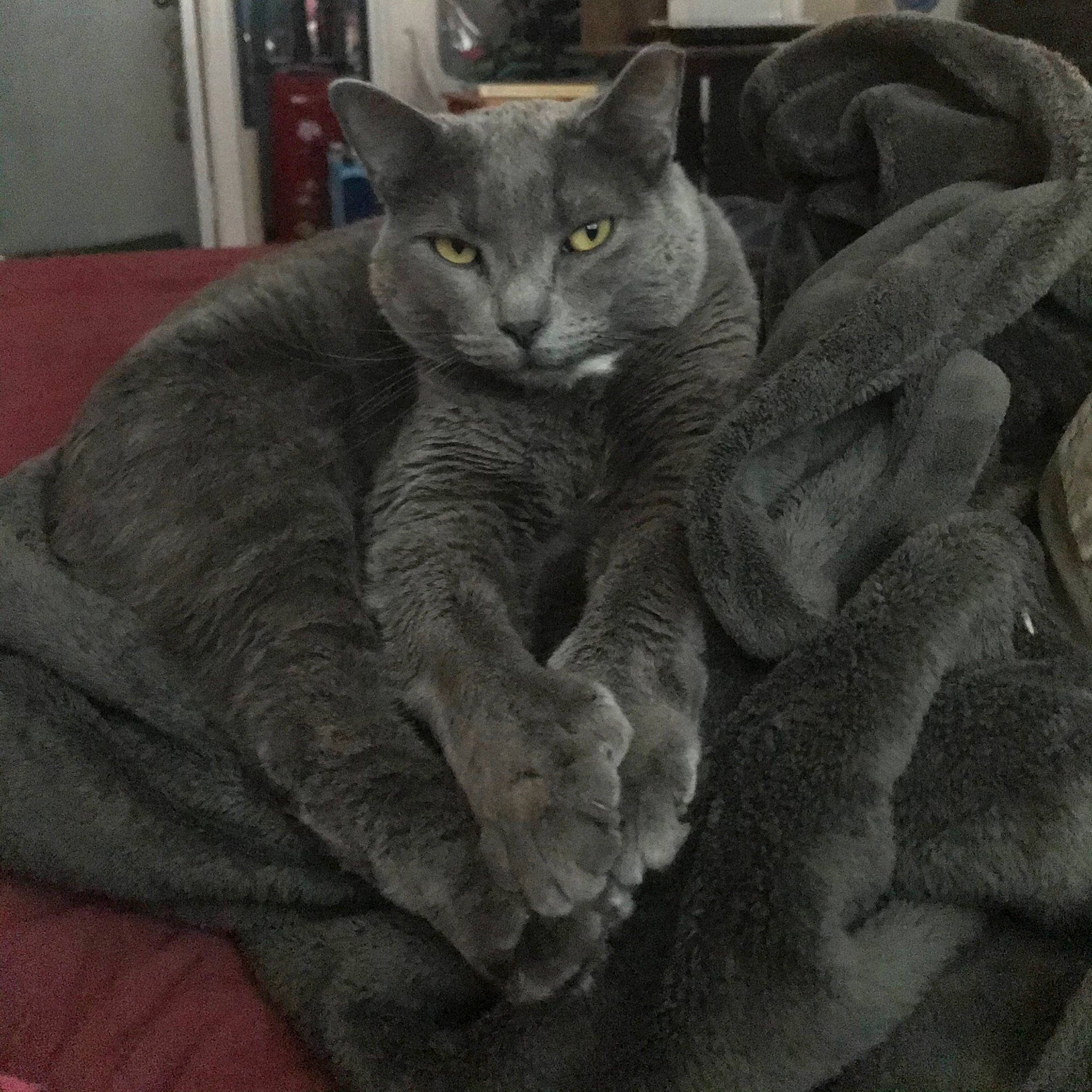 Parker joined the competition — help win amazing prizes! black_cat, carnivore, cat, claw, comfort, domestic_short_haired_cat, eye, felidae, fur, grey, monochrome_photography, paw, russian_blue, sitting, small_to_medium_sized_cats, snout, tail, whiskers, window