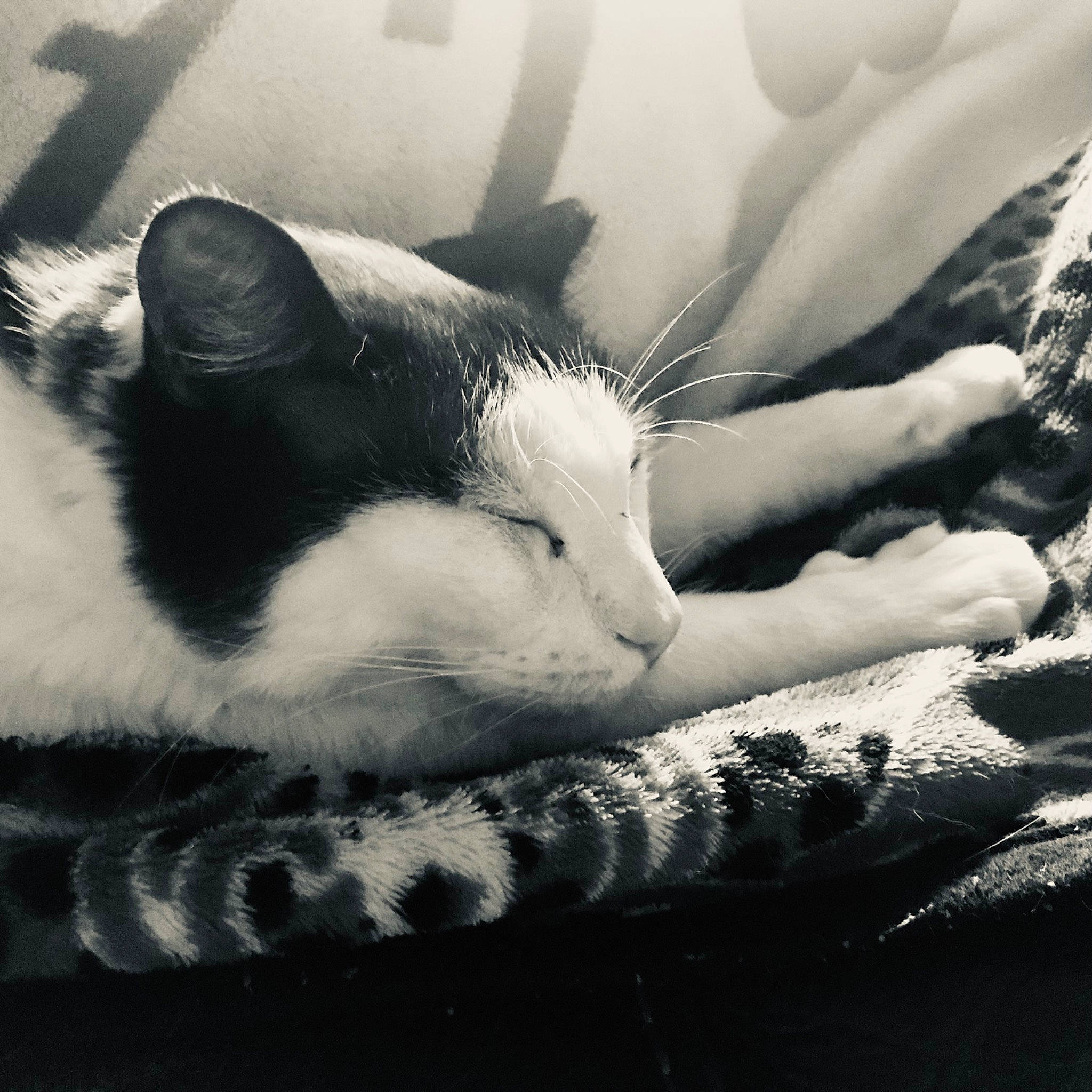 Weston joined the competition — help win amazing prizes! black, black_and_white, carnivore, cat, cloud, comfort, eye, felidae, gesture, grey, human_body, monochrome, plant, sky, small_to_medium_sized_cats, style, tree, vertebrate, whiskers, white