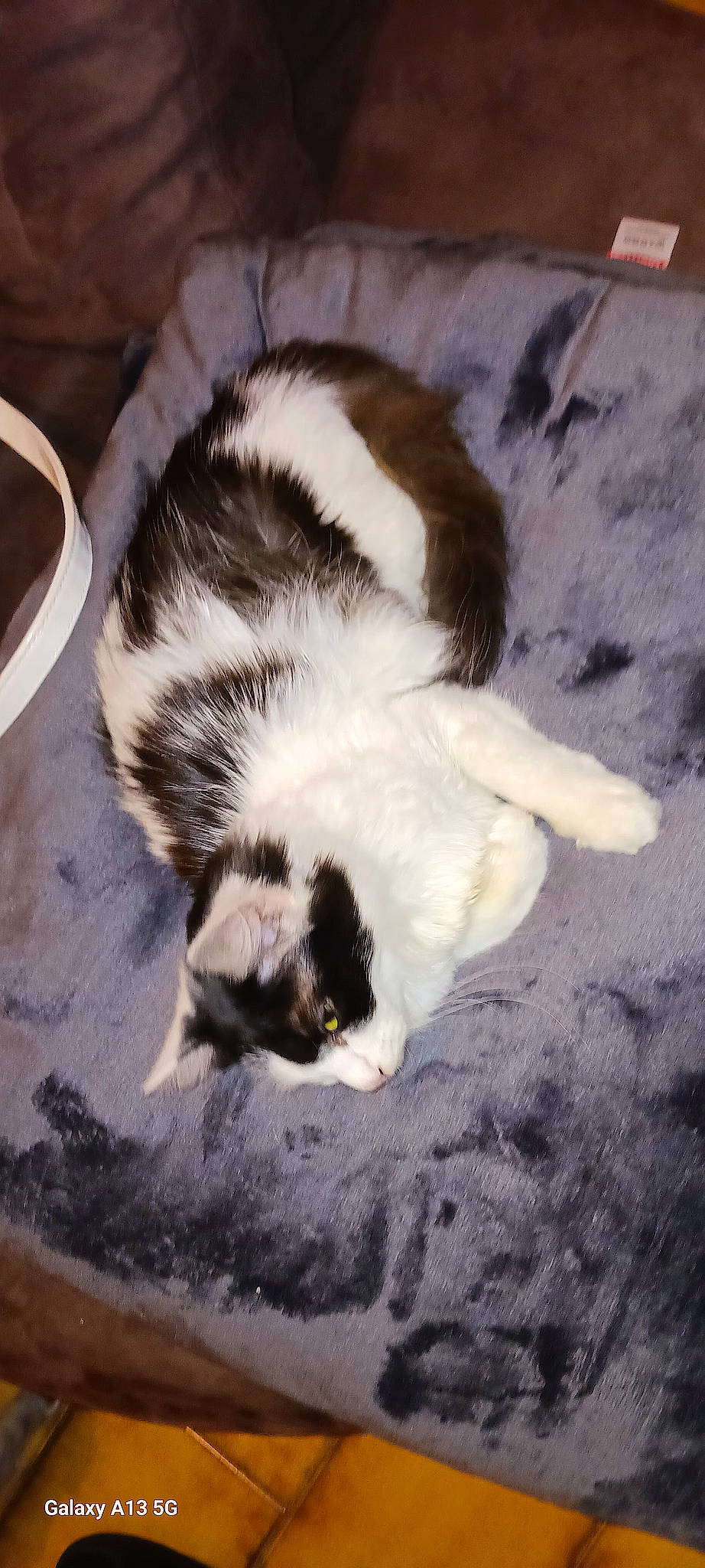 Zelda participe au concours pour gagner de l'argent avec cette photo : canidae, carnivore, cat, cloud, comfort, companion_dog, dog_breed, domestic_short_haired_cat, felidae, flooring, fur, hardwood, nap, paw, small_to_medium_sized_cats, sporting_group, tail, terrestrial_animal, whiskers, wood