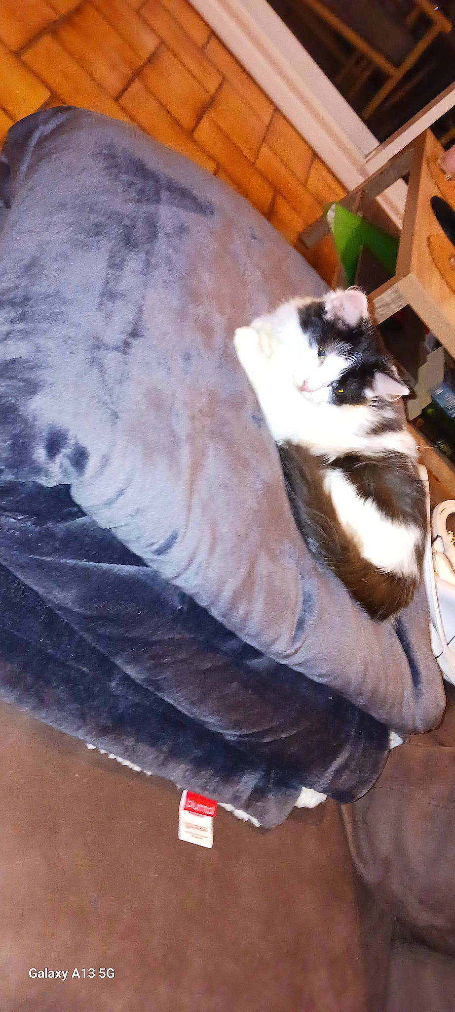 Zelda a rejoint le concours — aidez-le/la à gagner de superbes lots ! canidae, carnivore, cat, cat_supply, chair, comfort, companion_dog, couch, domestic_short_haired_cat, felidae, flooring, fur, hardwood, lap, room, small_to_medium_sized_cats, sporting_group, tail, whiskers, wood