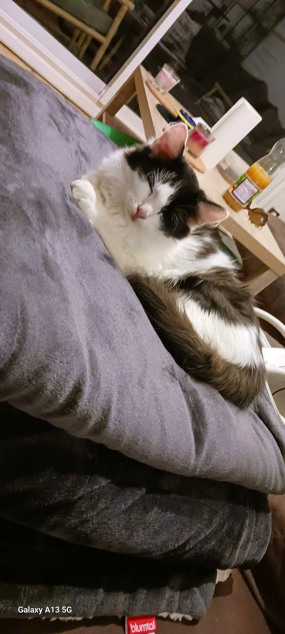 Zelda a rejoint le concours — aidez-le/la à gagner de superbes lots ! box, carnivore, cat, claw, comfort, domestic_short_haired_cat, felidae, fur, hardwood, human_leg, paw, sitting, small_to_medium_sized_cats, tail, whiskers, wood