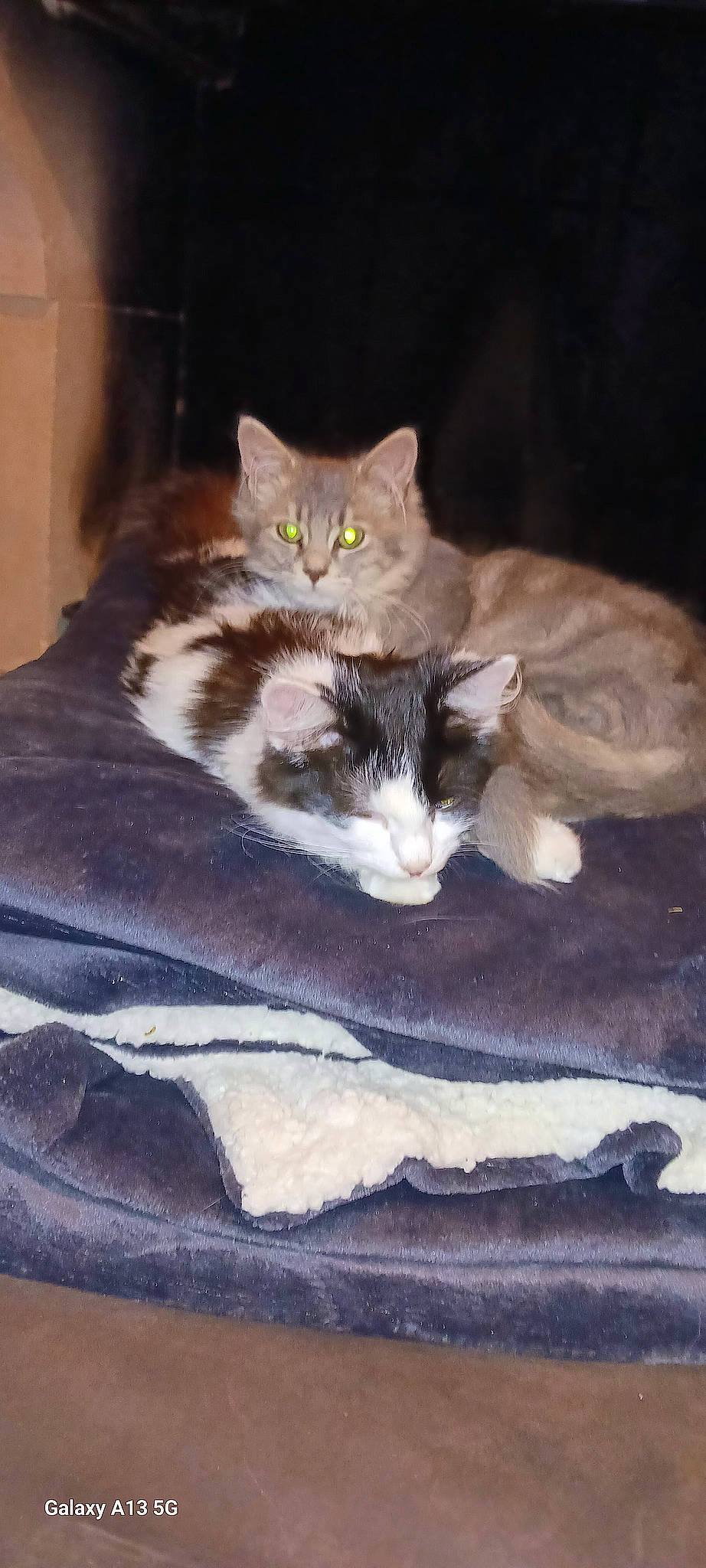 Rasta Poil a rejoint le concours — aidez-le/la à gagner de superbes lots ! carnivore, cat, cat_supply, claw, comfort, couch, domestic_short_haired_cat, fawn, felidae, fur, grey, hardwood, linens, paw, room, small_to_medium_sized_cats, snout, tail, whiskers, wood