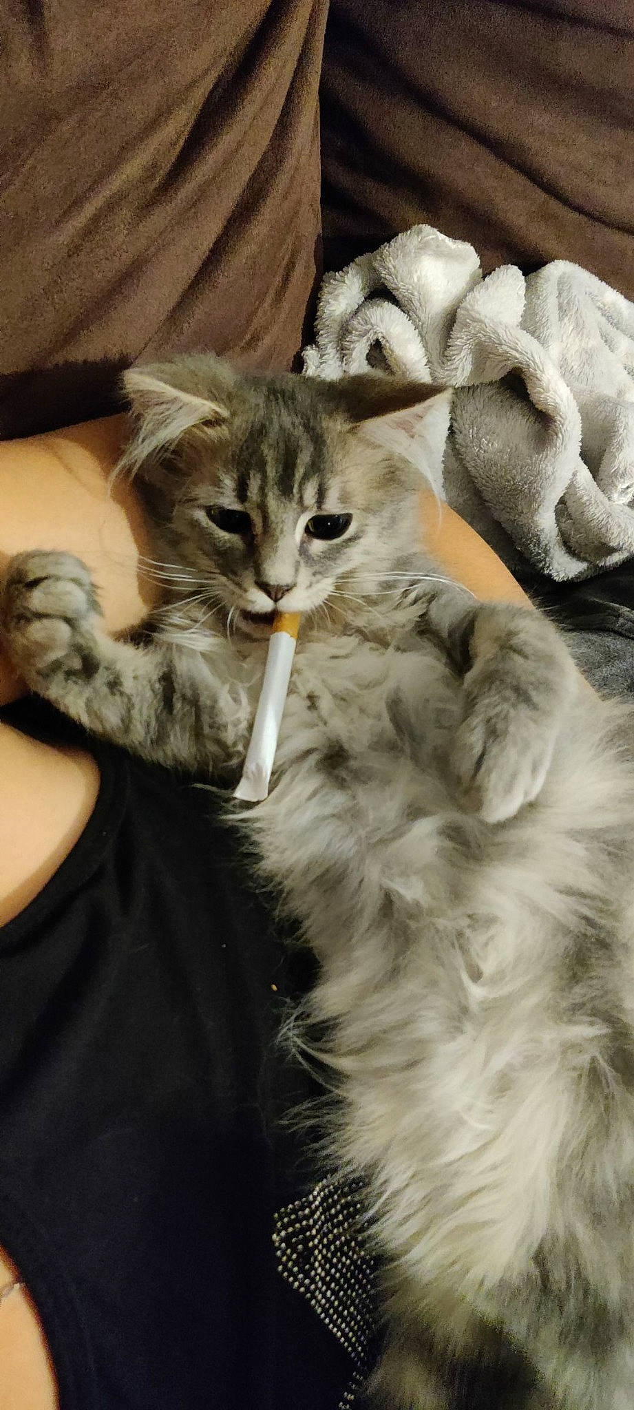 Rasta Poil participe au concours pour gagner de l'argent avec cette photo : carnivore, cat, claw, comfort, domestic_short_haired_cat, fang, felidae, fur, gesture, grey, maine_coon, paw, photo_caption, small_to_medium_sized_cats, snout, tail, terrestrial_animal, whiskers