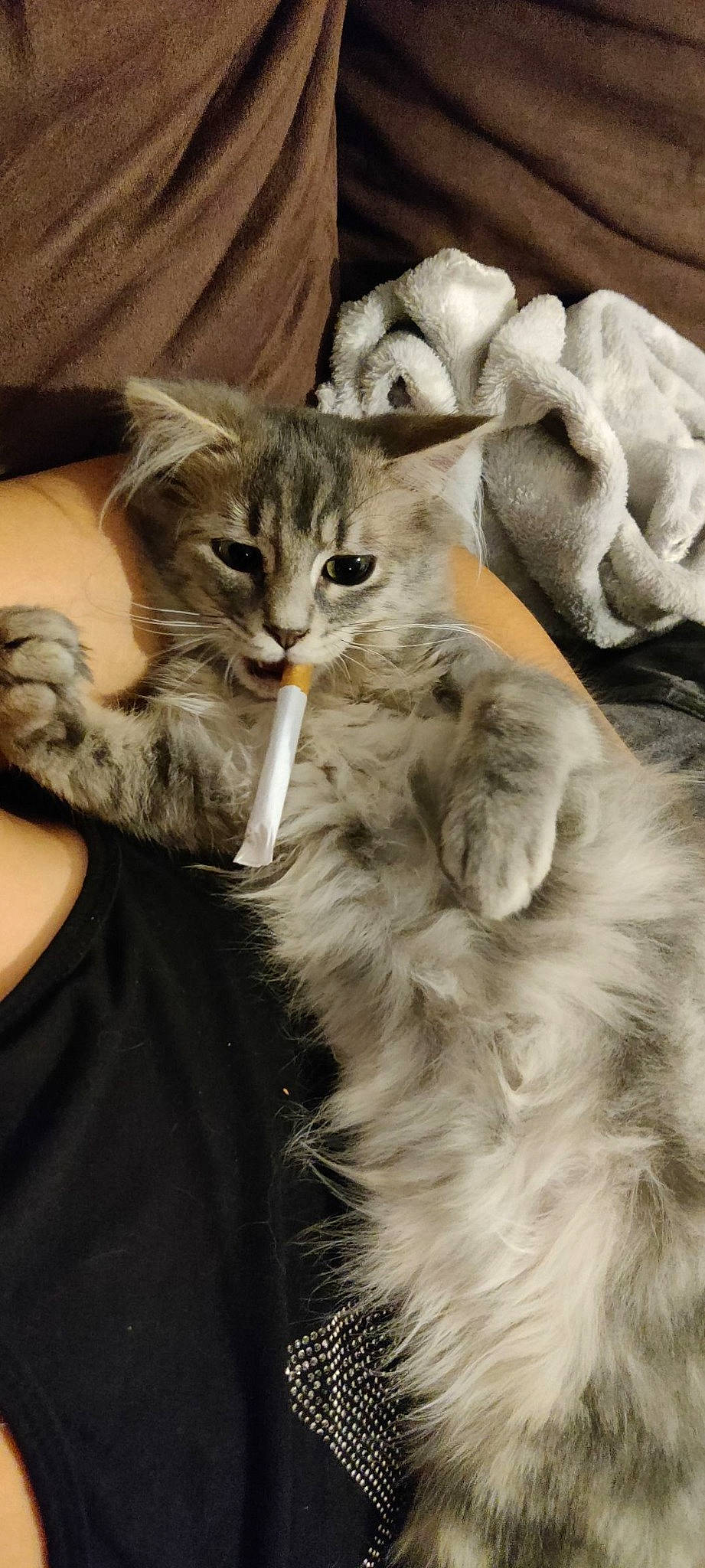 Rasta Poil participe au concours pour gagner de l'argent avec cette photo : british_longhair, carnivore, cat, claw, domestic_short_haired_cat, fawn, felidae, fur, gesture, maine_coon, paw, small_to_medium_sized_cats, snout, tail, terrestrial_animal, whiskers