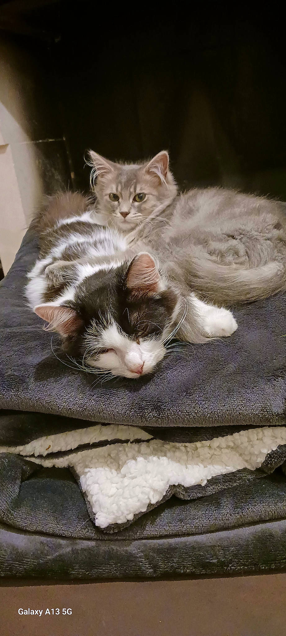 Rasta Poil a rejoint le concours — aidez-le/la à gagner de superbes lots ! carnivore, cat, cat_supply, claw, comfort, domestic_short_haired_cat, fawn, felidae, fur, grey, paw, sitting, small_to_medium_sized_cats, snout, tail, whiskers, window, wood