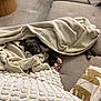 Anaya a rejoint le concours — aidez-le/la à gagner de superbes lots ! animal, blanket, comfort, couch, cozy, cute, dog, fur, home, indoor, living_room, paws, pet, puppy, relaxation, resting, sleeping, soft, texture, warm
